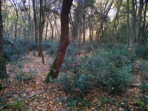 Istarske pješačke rute