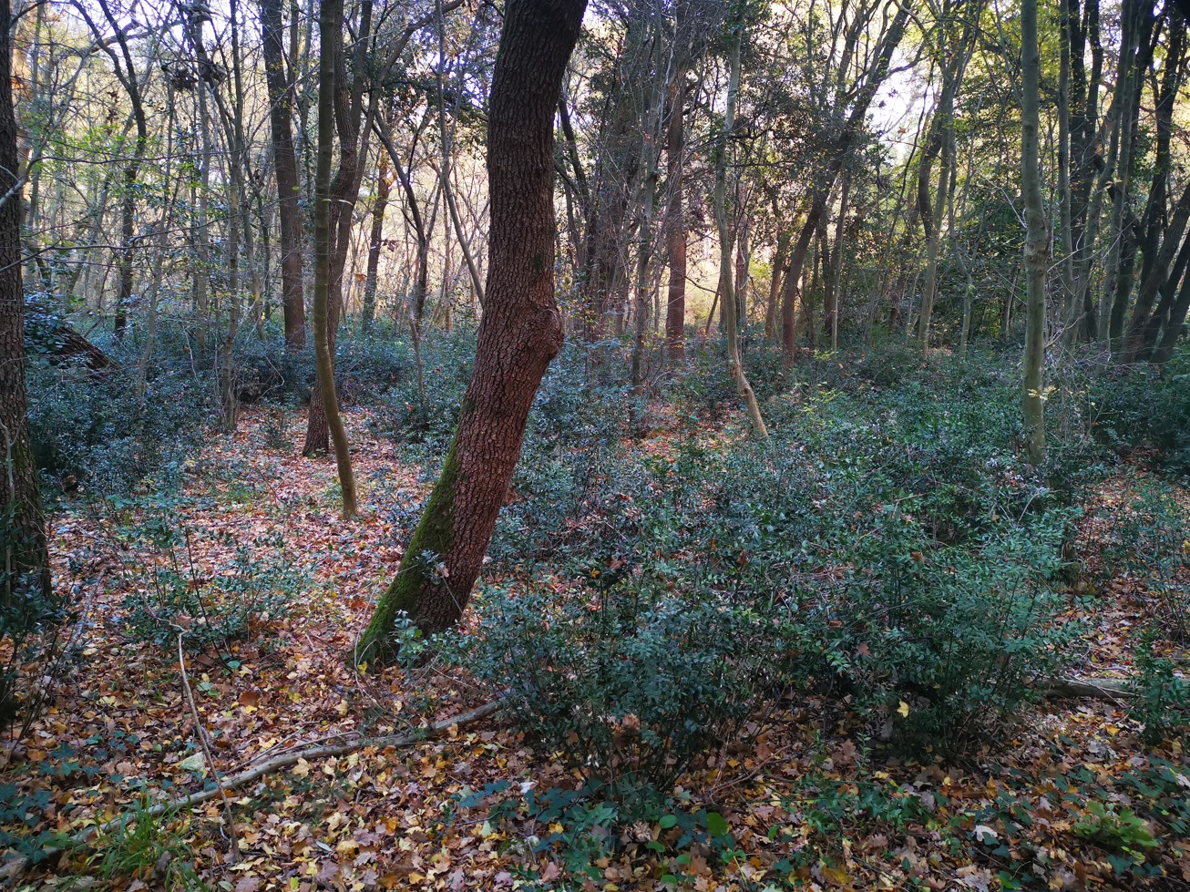 Istarske pješačke rute